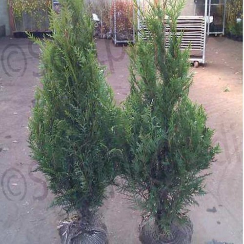 Thuja Plicata Rootball Hedge Western Red Cedar 150-175cm | ScotPlants Direct